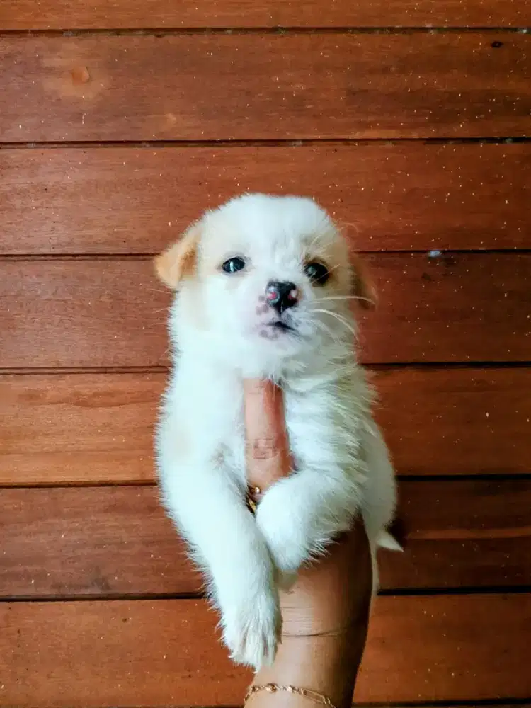 Puppy Betyna minipom mix pom