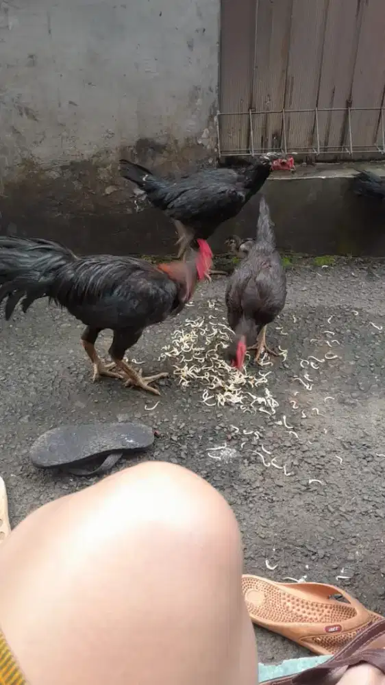 Sepasang Ayam Birma