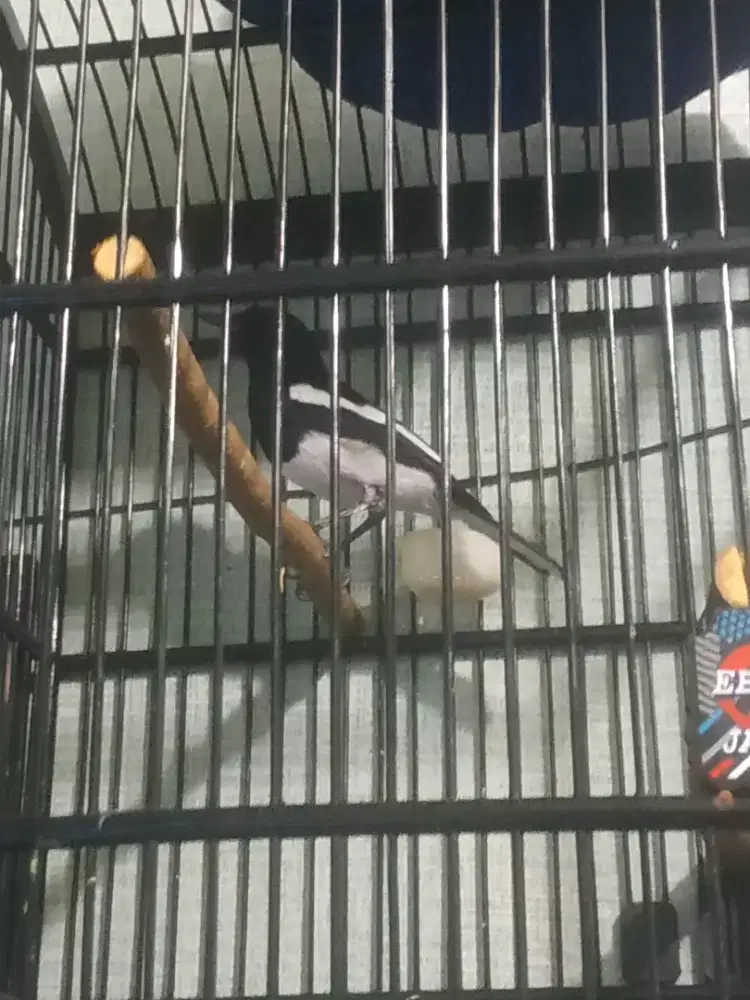 Burung kacer daput super gacoor cor cor ajib pokoke