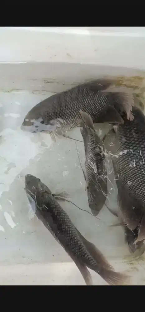 IKAN GURAME HIDUP UKURAN KONSUMSI