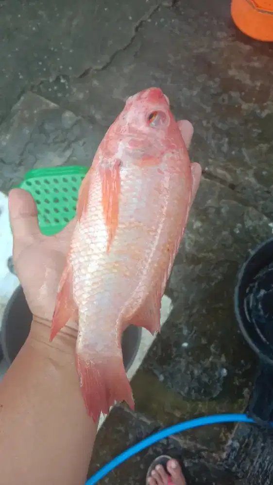 NILA MERAH KONDISI HIDUP SEGAR SEMARANG