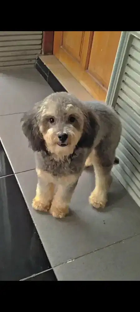 Anjing Poodle lucu