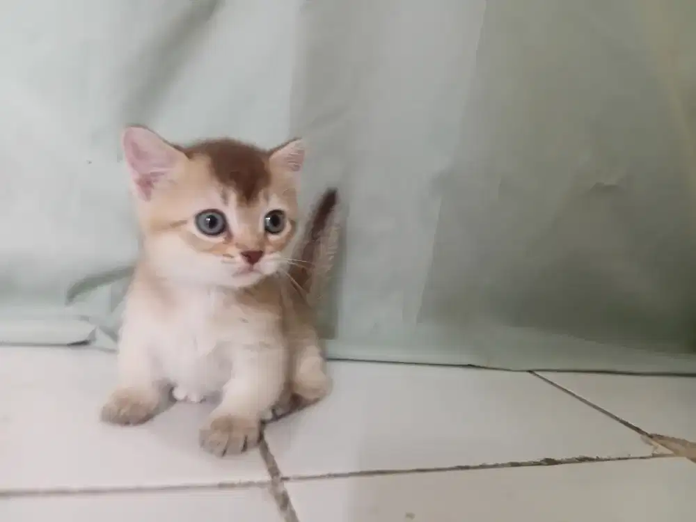 BSH cebol golden jantan usia 2bulan