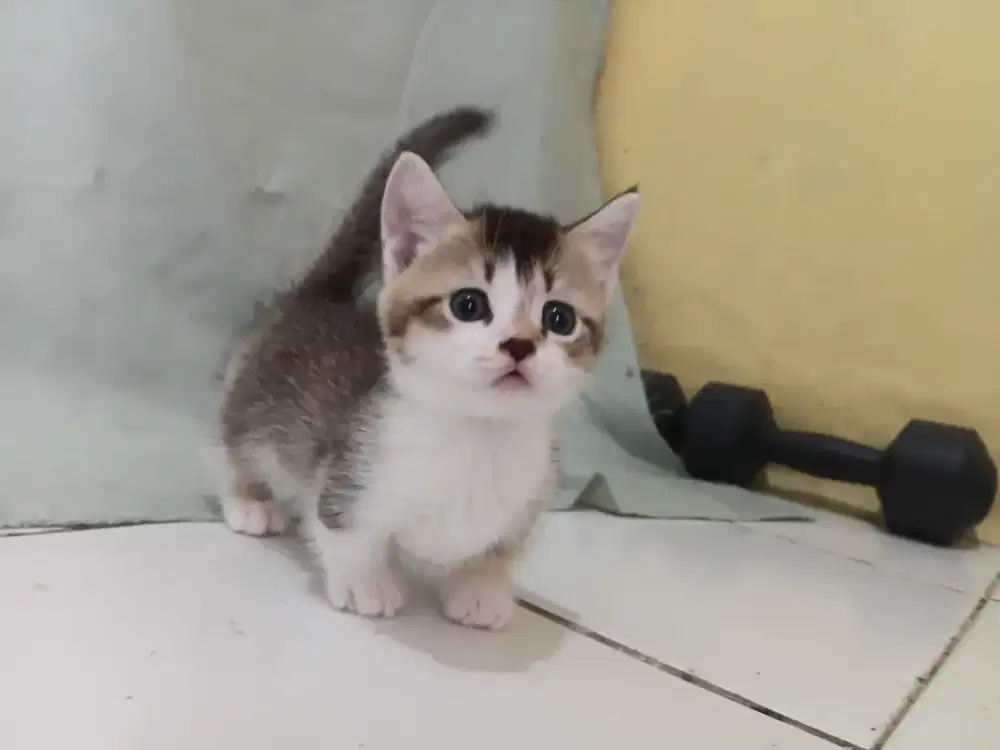 BSH cebol golden jantan 2bulan