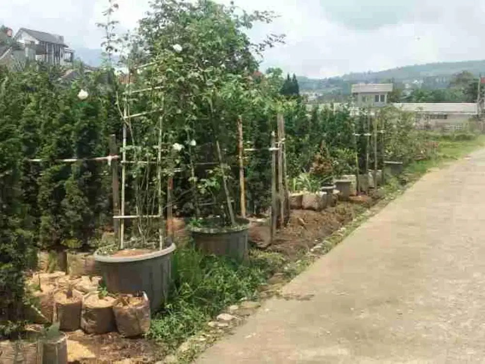 lahan cocok untuk usaha kafe,villa, berkebun di Cihideung Lembang