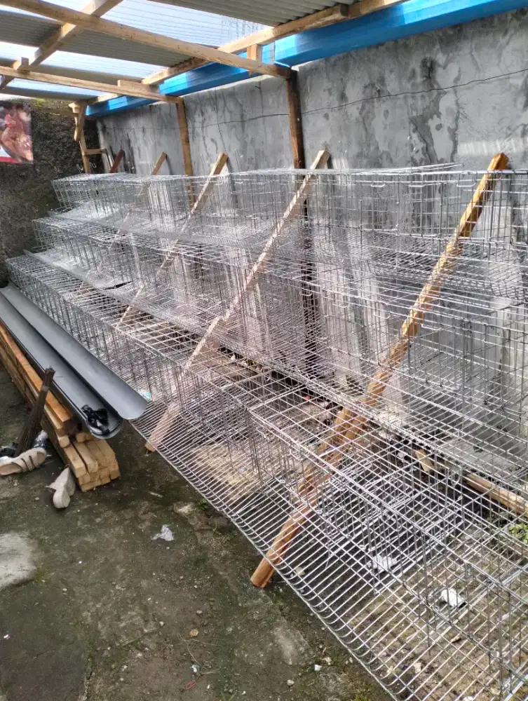 Kandang dan Ayam Petelur