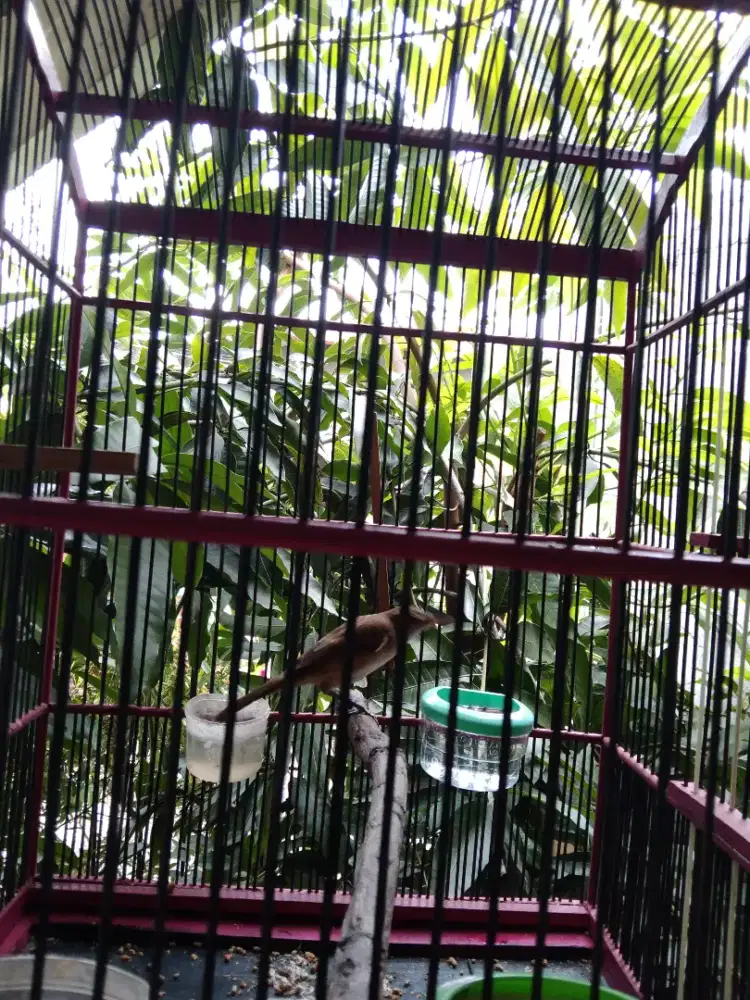 kerak basih alis putih