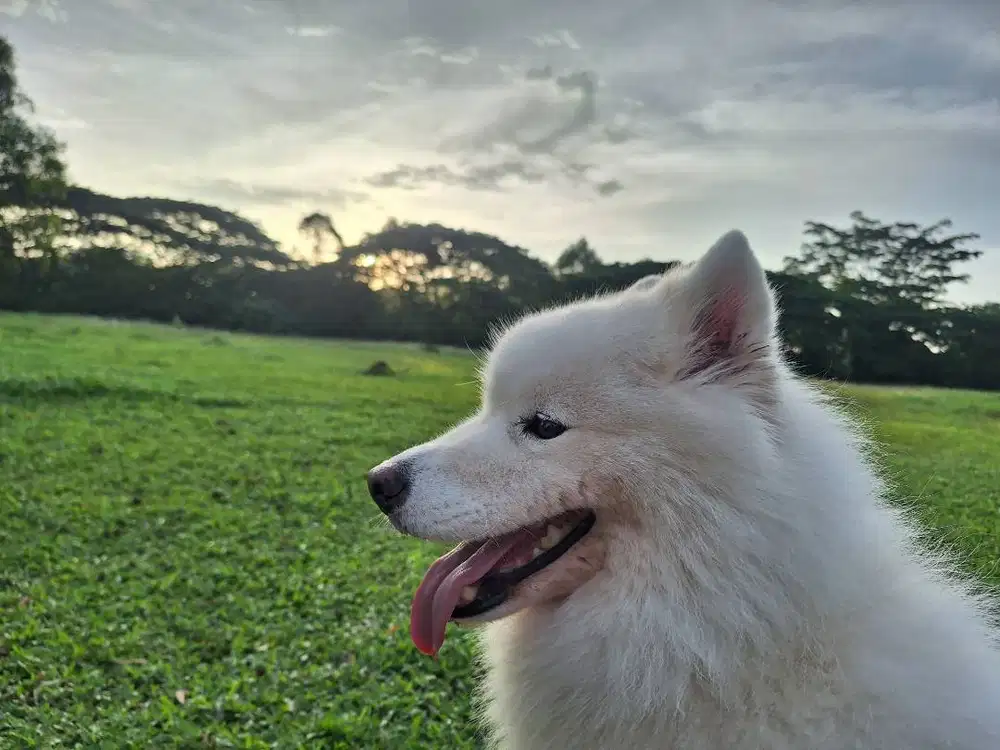 Samoyed Cantik Dijual – Kenalkan Luna!