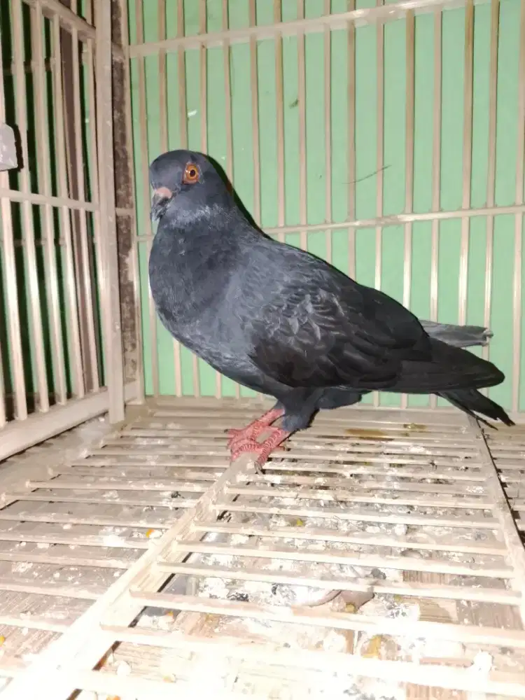 Merpati jantan sdh brajak