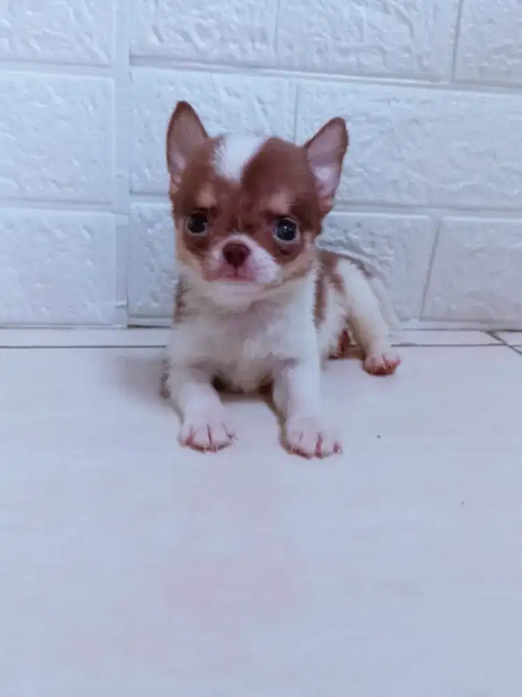 Jual Chihuahua Jantan Betina