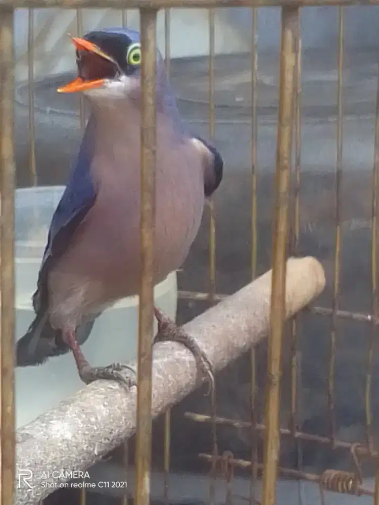 Dijual Burung Rambatan Paruh Merah Gacor Dor Fullset