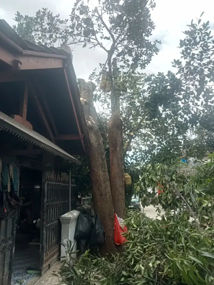 Jasa tebang atau pangkas pohon