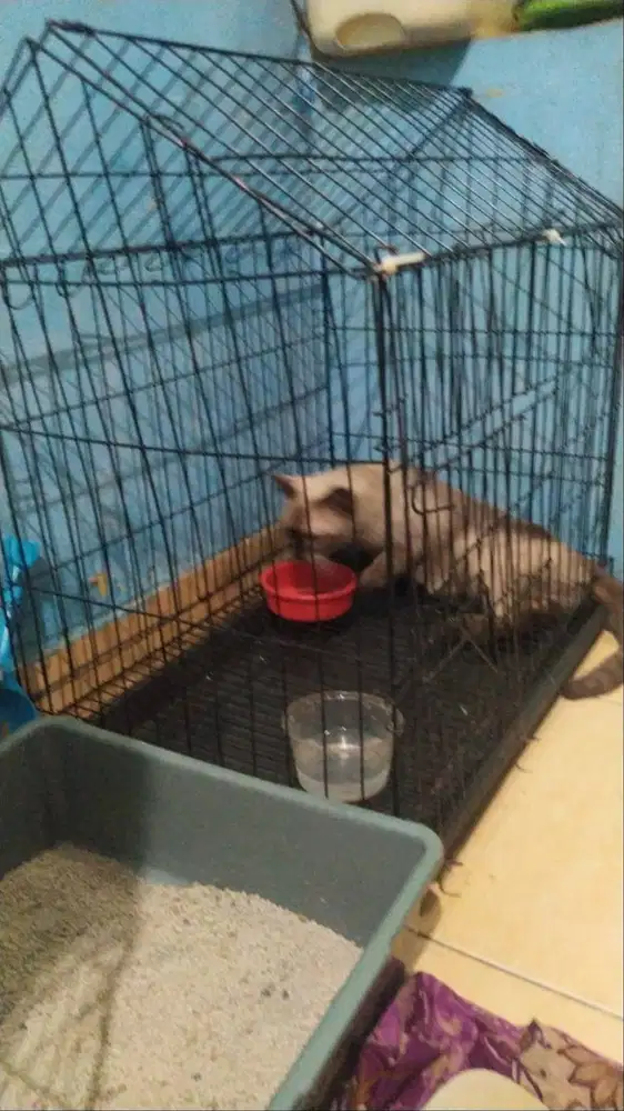 Lepas adopsi kucing dan perlengkapan