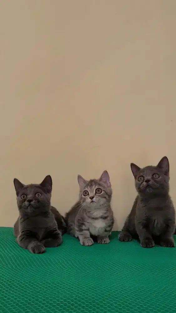 Munchkin BSH & Gaelic