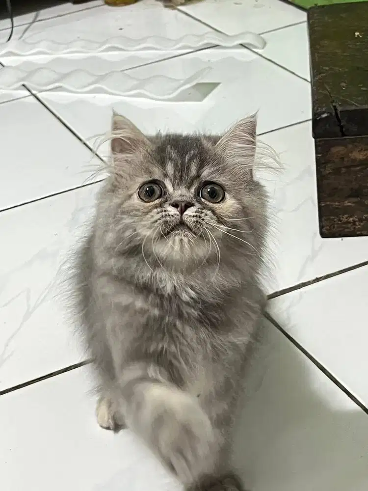 Kitten persia flatnose