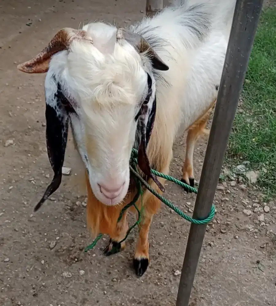 Kambing tanduk langka warna hitam putih