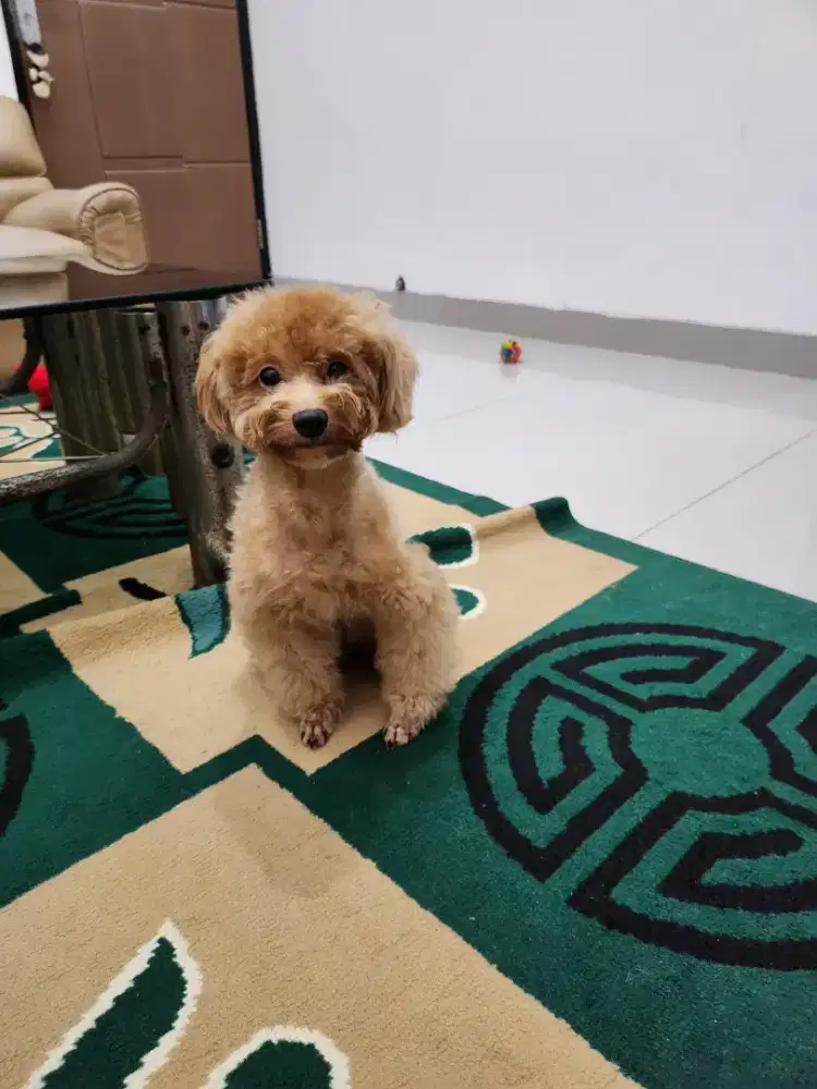 Indukan Anjing Poodle