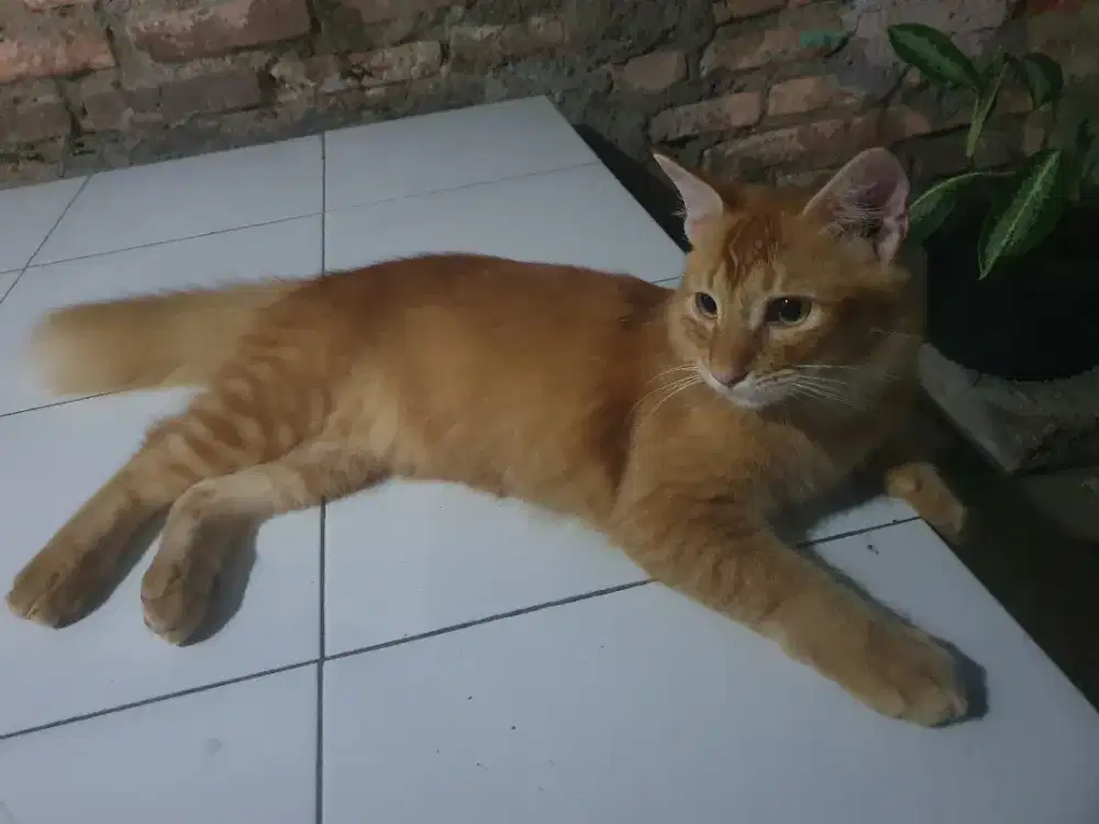 Kucing Persilangan Lokal Persia
