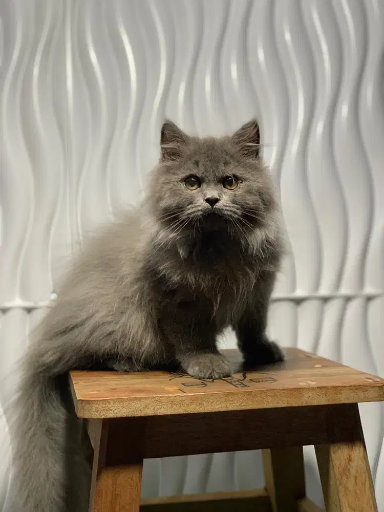 British Longhair Blue super jumbo