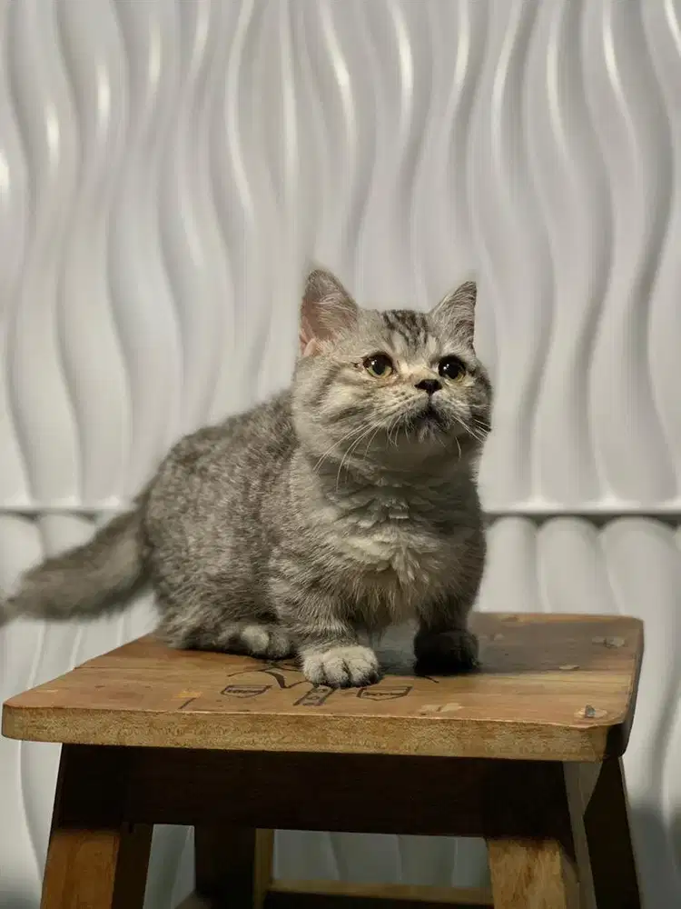 BSH Munchkin British shorthair cebol