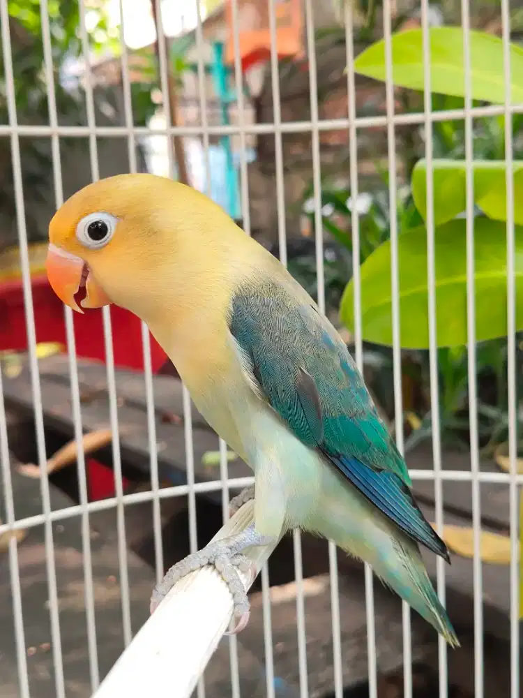 Lovebird PB Ewing Cling