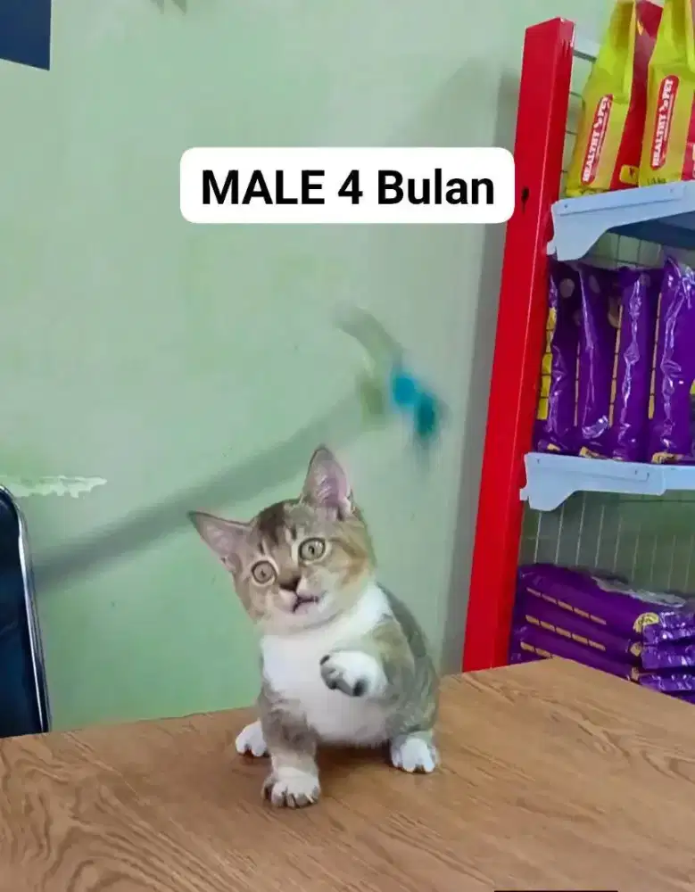 Kucing Kaki Pendek/Munchkin