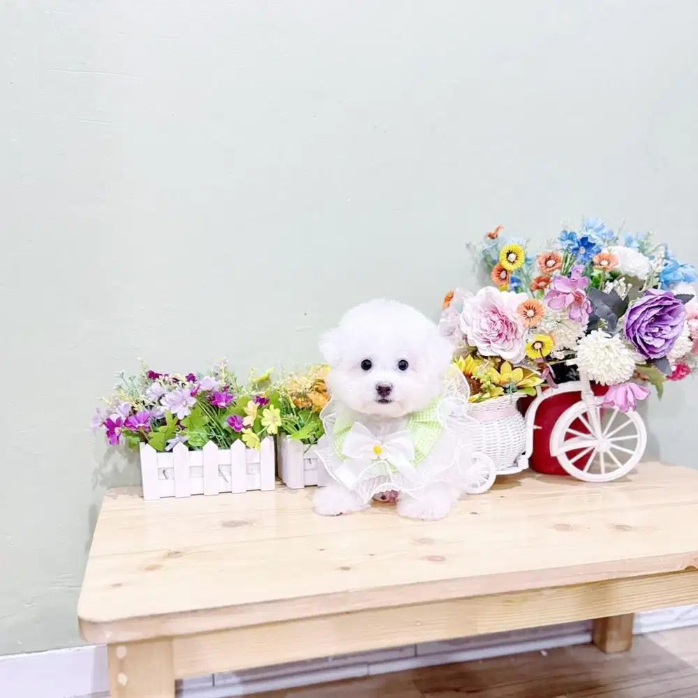 Korea mini bichon bersertifikat bloodline import korea male super cute