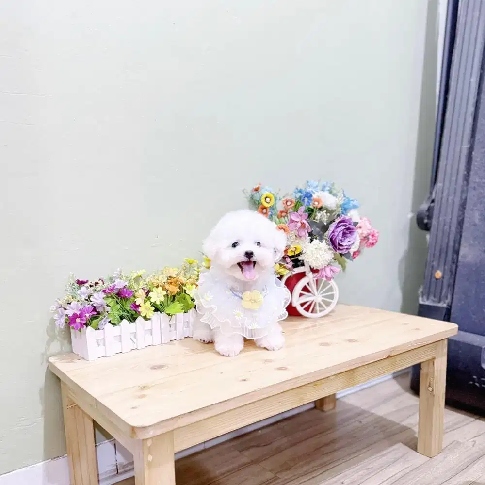 Male korean mini bichon bersertifikat cute face bloodline import korea