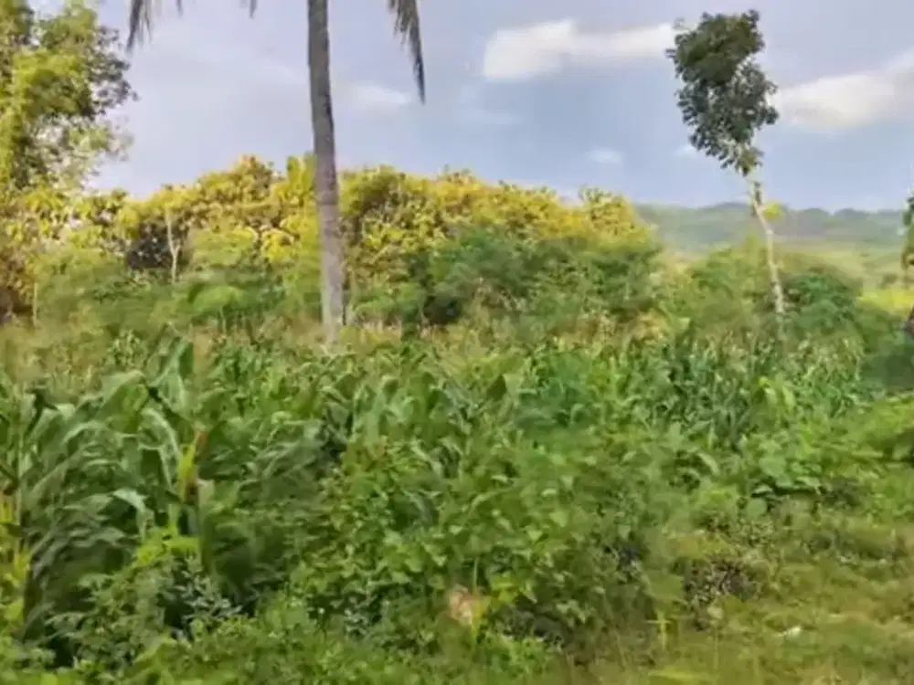 Murah, Tanah datar SHMp