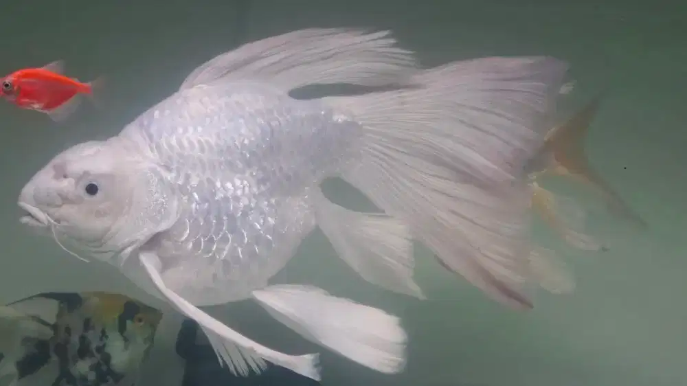 Koi Hudielong platinum