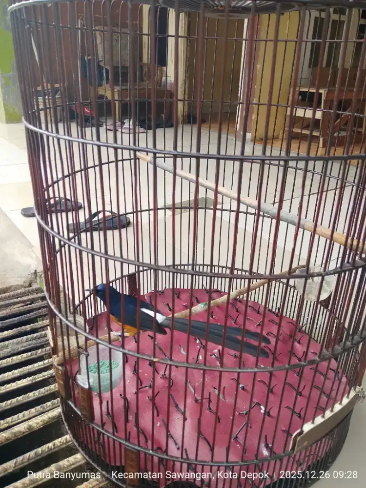 Burung murai medan