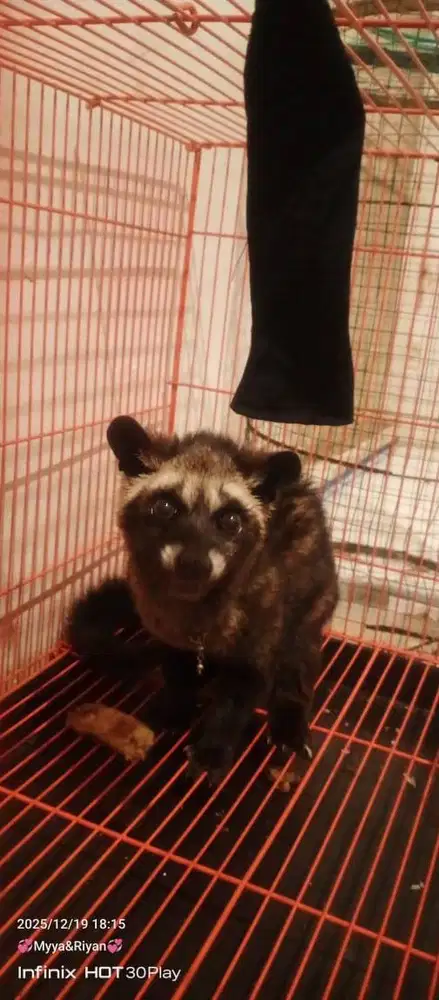 Di jual musang pandan anakan