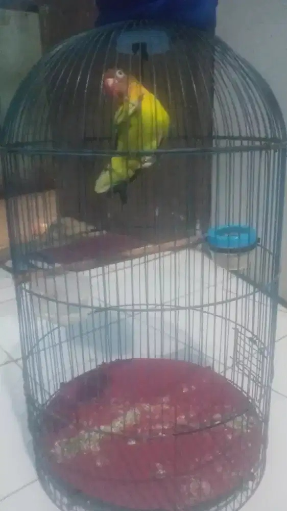 Jual burung Lovebird dan opoir jawa