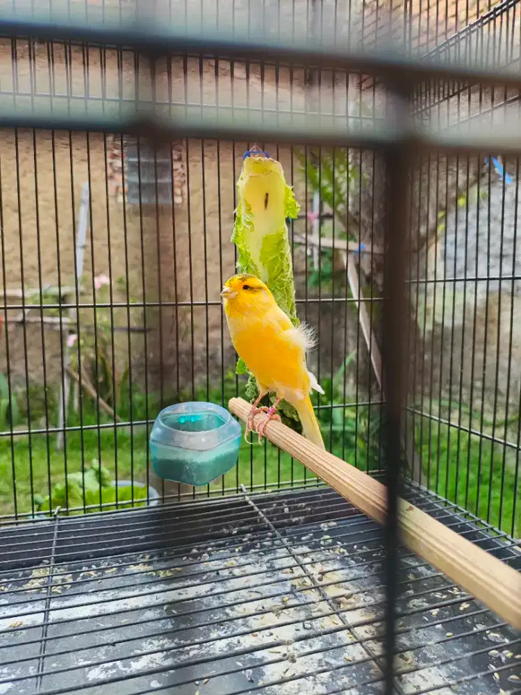 Burung Kenari F1ys Jantan