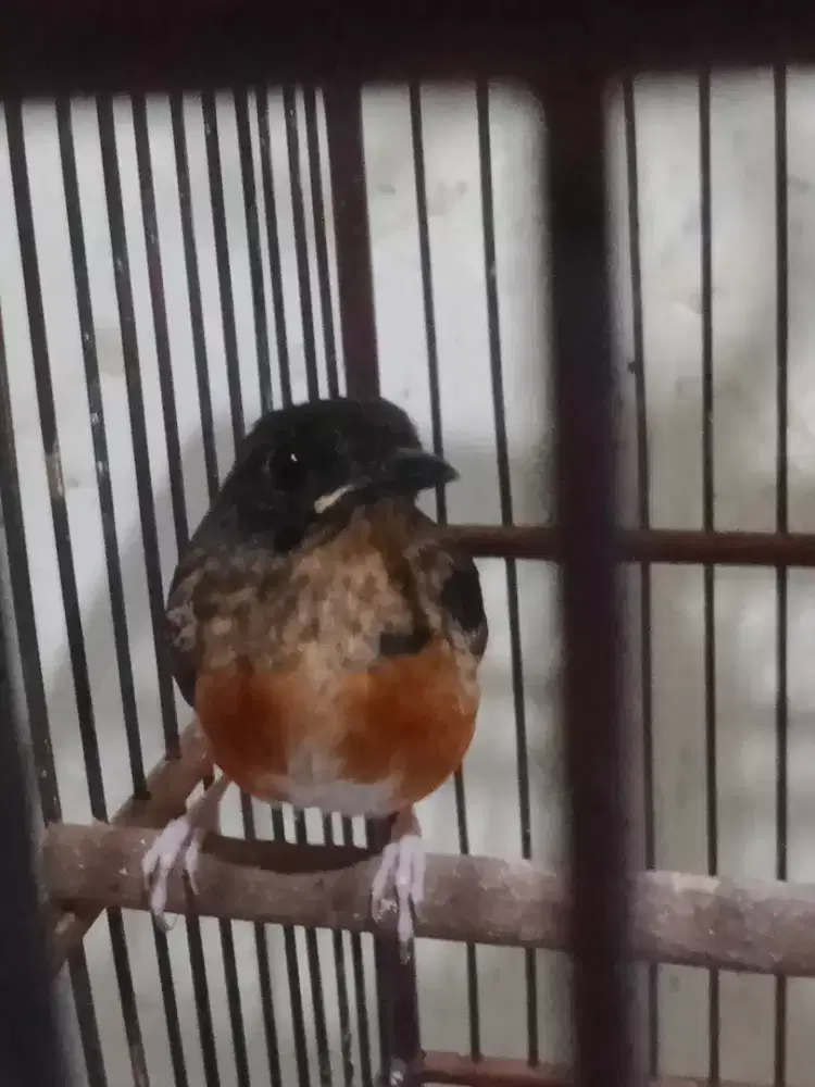 Jual muray trotol jamin jantan los ring