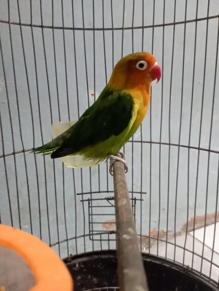 Burung lovebird betina mapan