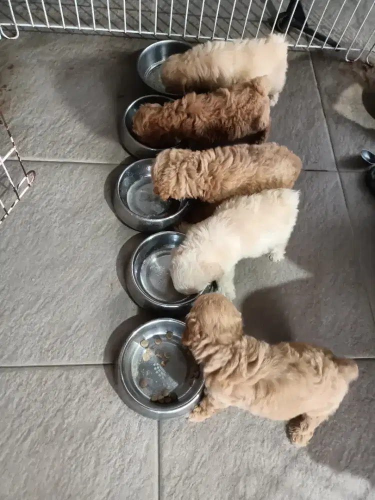 anakan poodle jantan