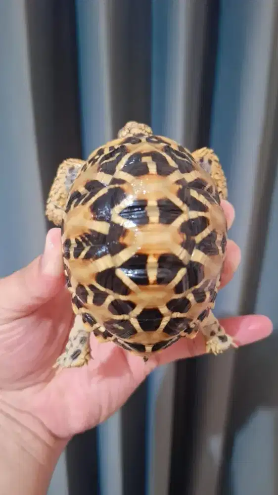 Kura kura Indianstar Bold Line Goodlookingg