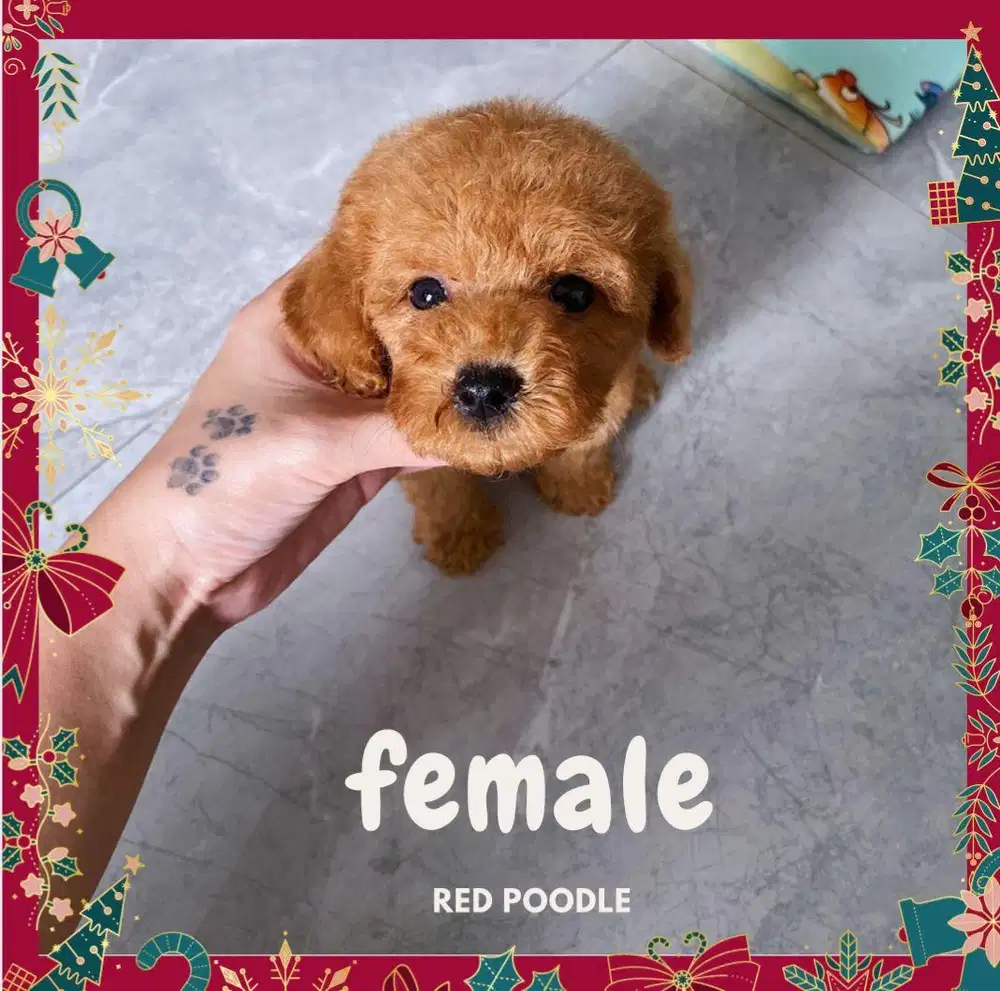Red poodle murah