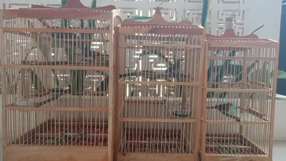 3 burung 3 kandang
