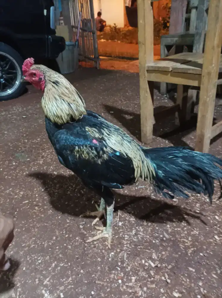 Ayam Bangkok jual aja jago 2 yg satu full minus mata bekas kena jalu