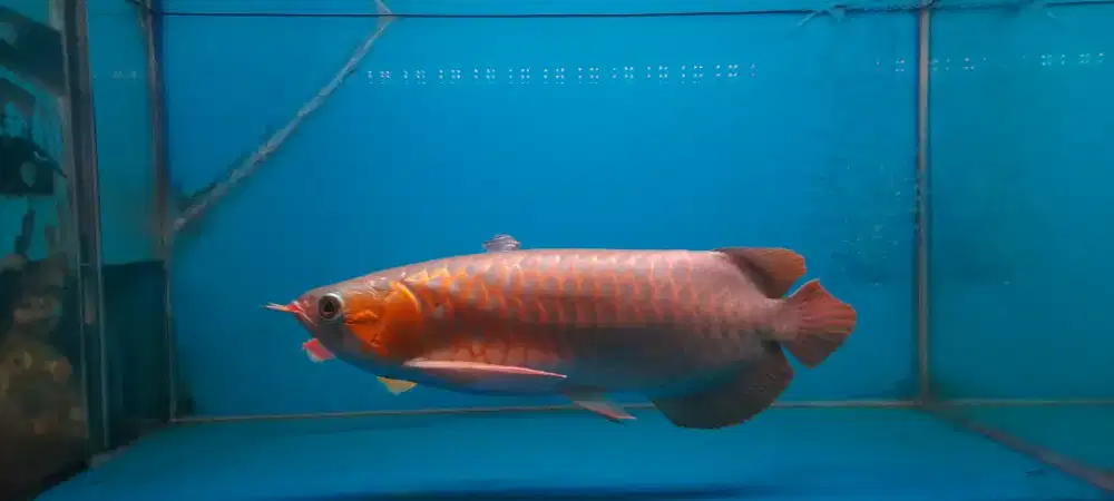 Arwana SuperRed