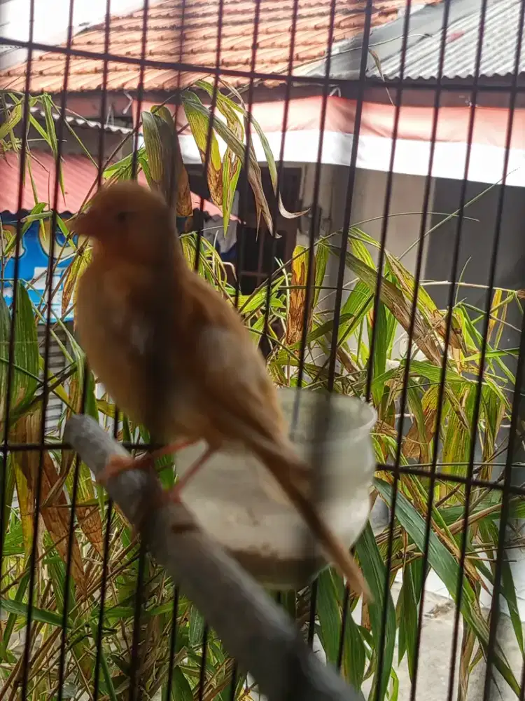 Burung Kenari Isabel burja
