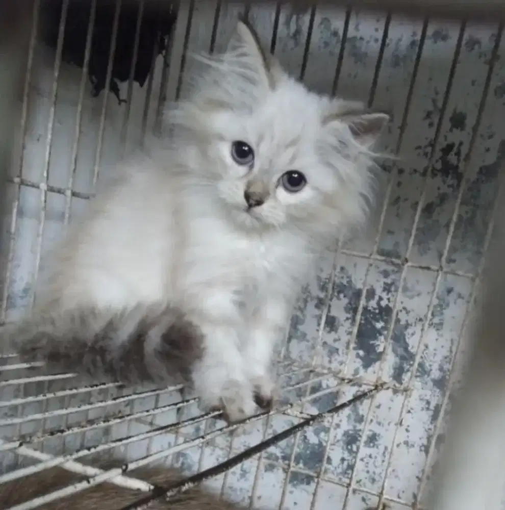 Kucing Persia Mix Himalaya