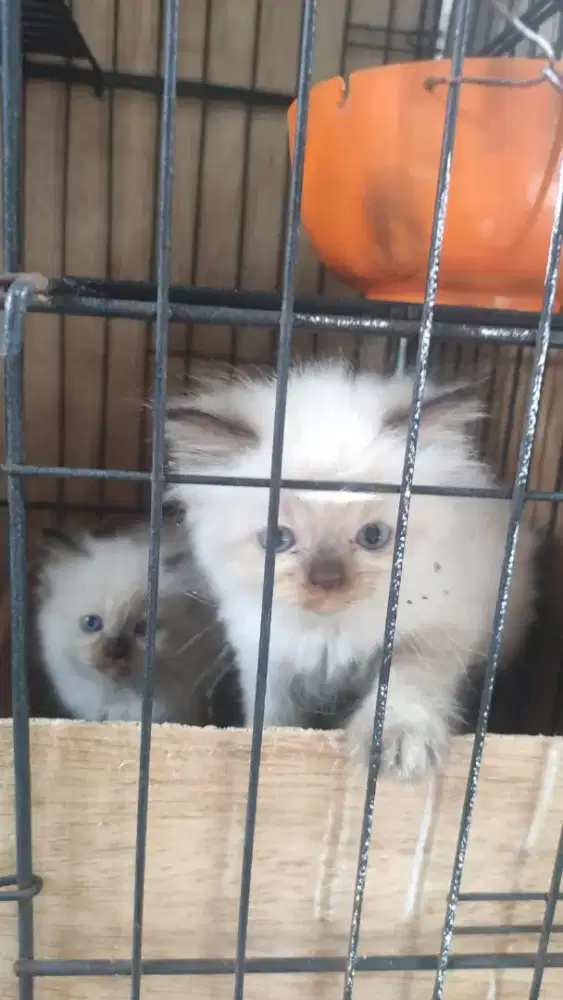 Kucing Himalaya Kitten Female