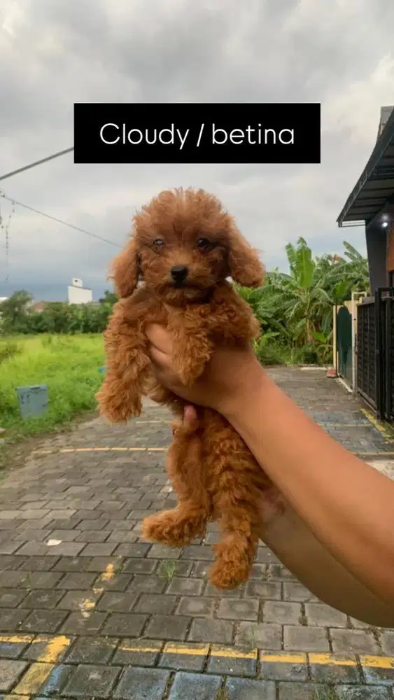 Toy poodle puppy