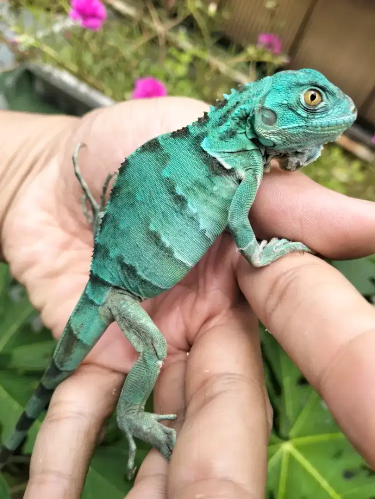 Blue Iguana Unik langka Hunch Back