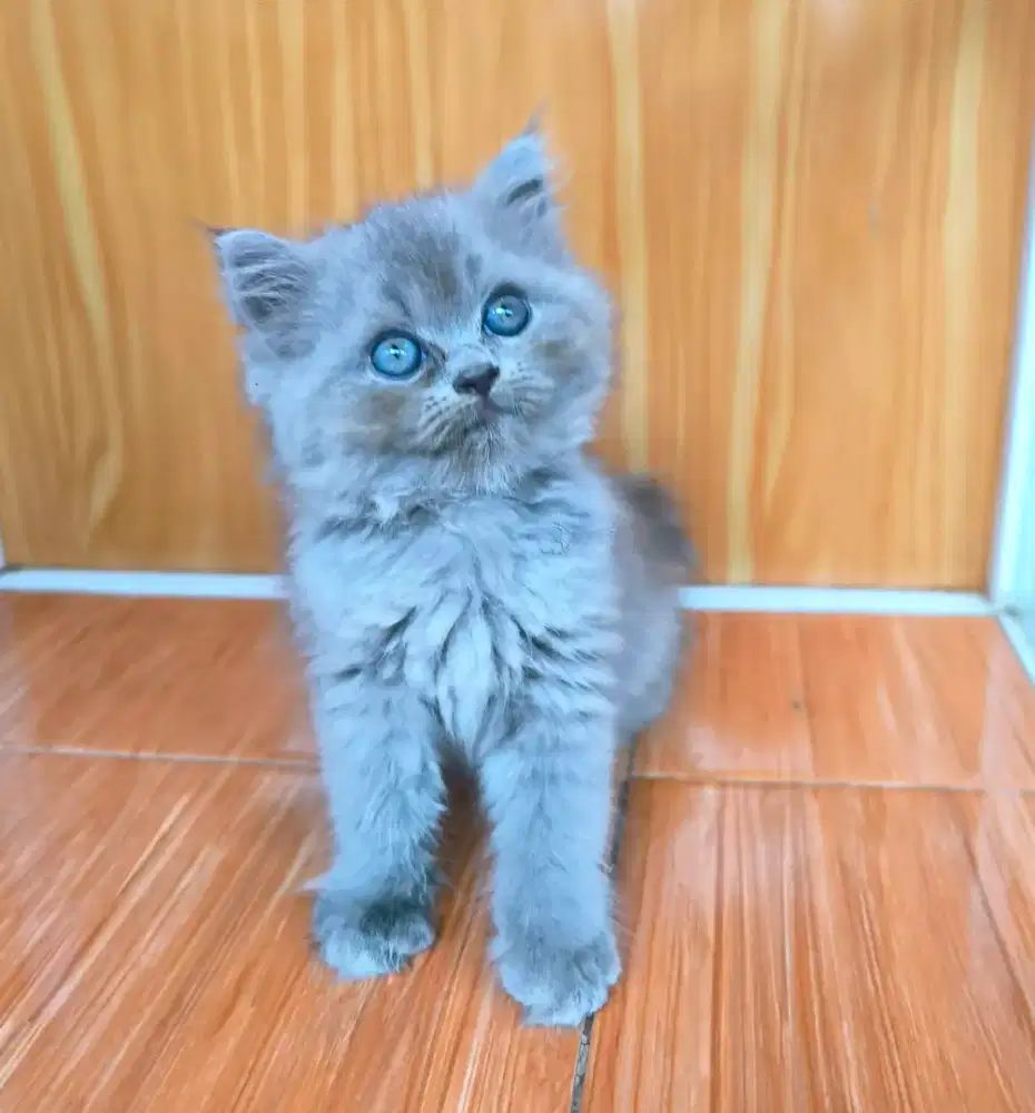 Sepasang Kucing Munchkin Ragdol & British short hair BSH NS betina