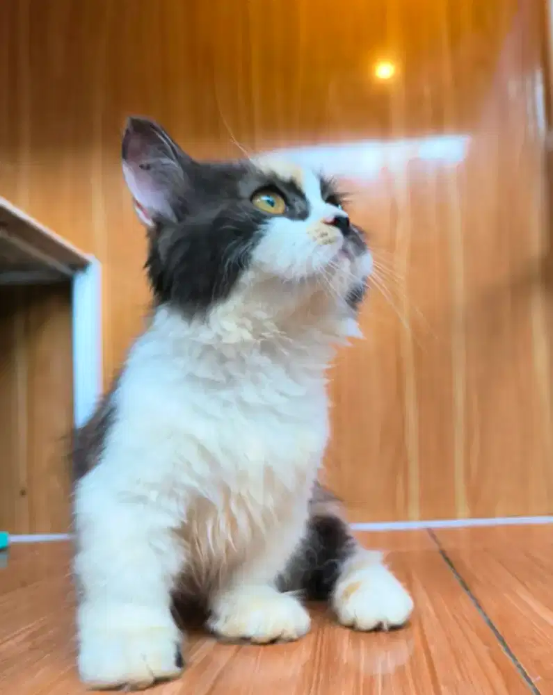 Sepasang Kucing Munchkin Ragdoll jantan & Betina