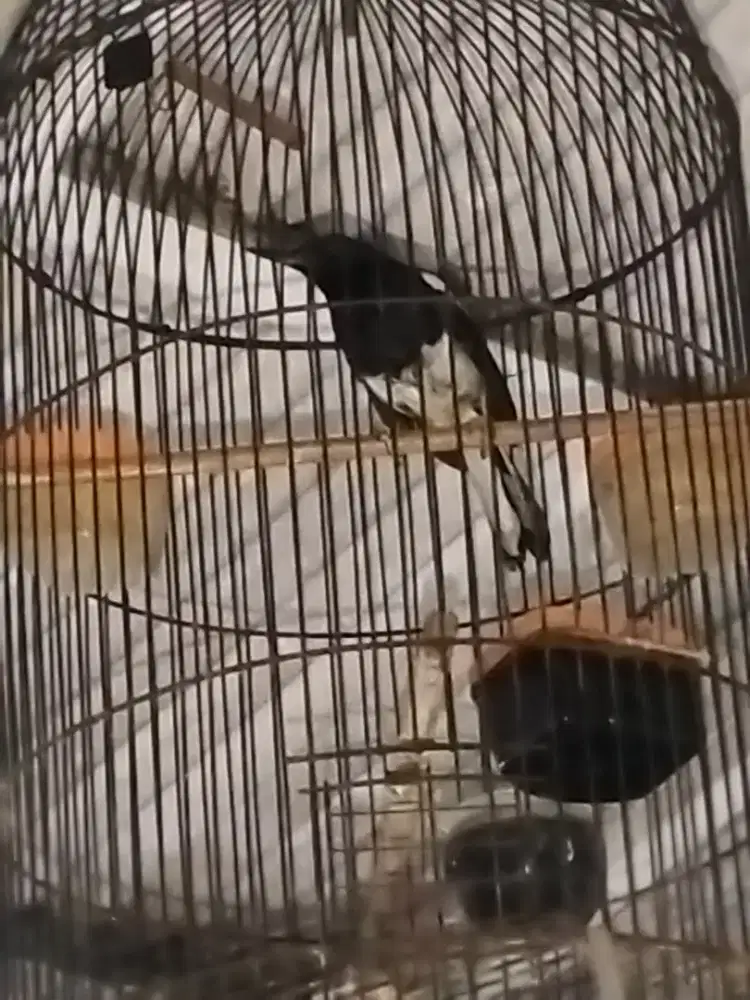 Kacer jantan daput pur total